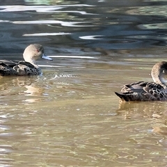 Anas gracilis (Grey Teal) at Splitters Creek, NSW - 26 Sep 2024 by KylieWaldon