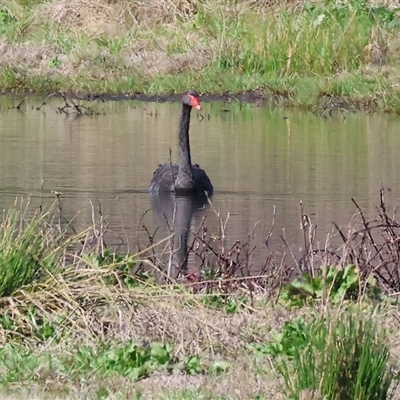 Cygnus atratus (Black Swan) at Splitters Creek, NSW - 27 Sep 2024 by KylieWaldon