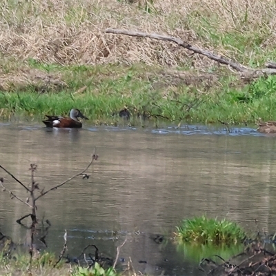 Spatula rhynchotis (Australasian Shoveler) at Splitters Creek, NSW - 26 Sep 2024 by KylieWaldon