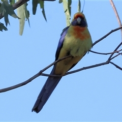 Platycercus elegans flaveolus (Yellow Rosella) at Splitters Creek, NSW - 26 Sep 2024 by KylieWaldon