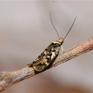 Barea confusella at Acton, ACT - 28 Sep 2024 12:31 PM