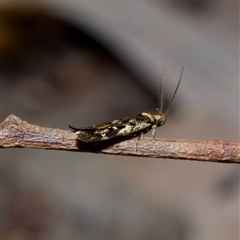 Barea confusella at Acton, ACT - 28 Sep 2024 12:31 PM