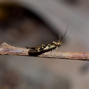 Barea confusella at Acton, ACT - 28 Sep 2024 12:31 PM