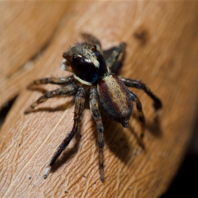 Maratus watagansi (Rainforest Peacock Spider) at Acton, ACT - 28 Sep 2024 by amiessmacro