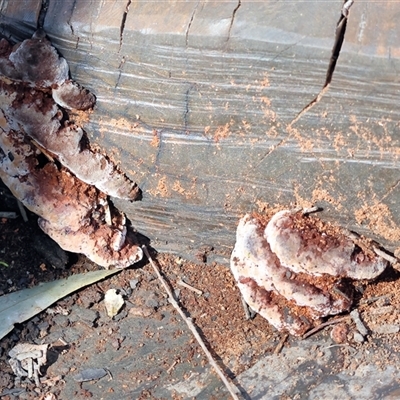 Rhodofomitopsis lilacinogilva complex (Lilac Shelf Fungus) at Splitters Creek, NSW - 27 Sep 2024 by KylieWaldon