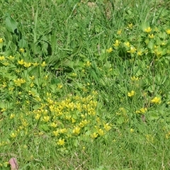 Ranunculus repens (Creeping Buttercup) at Splitters Creek, NSW - 27 Sep 2024 by KylieWaldon