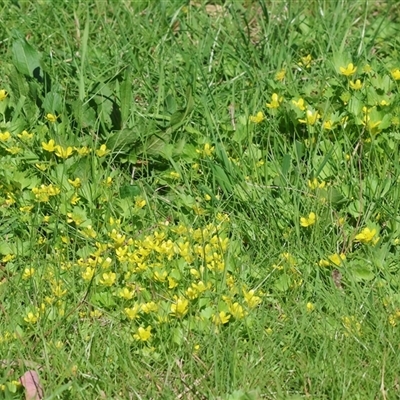 Ranunculus repens (Creeping Buttercup) at Splitters Creek, NSW - 27 Sep 2024 by KylieWaldon