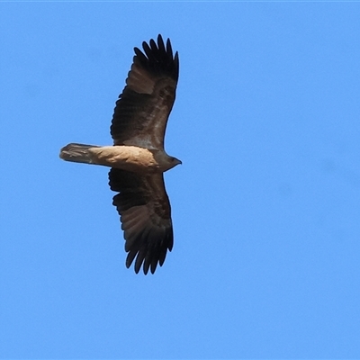 Haliastur sphenurus (Whistling Kite) at Splitters Creek, NSW - 26 Sep 2024 by KylieWaldon