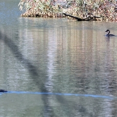 Biziura lobata (Musk Duck) at Splitters Creek, NSW - 26 Sep 2024 by KylieWaldon