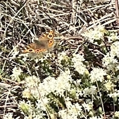 Junonia villida (Meadow Argus) at Yarralumla, ACT - 28 Sep 2024 by Jennybach