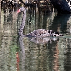 Cygnus atratus (Black Swan) at Splitters Creek, NSW - 27 Sep 2024 by KylieWaldon