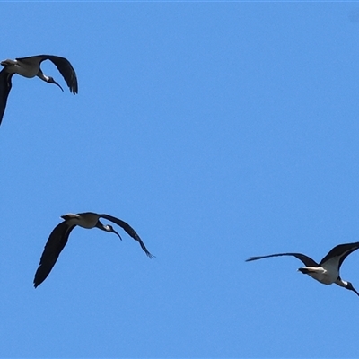 Threskiornis spinicollis (Straw-necked Ibis) at Splitters Creek, NSW - 27 Sep 2024 by KylieWaldon