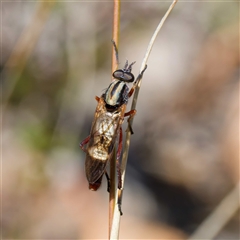 Ectinorhynchus sp. (genus) (A Stiletto Fly) at Throsby, ACT - 28 Sep 2024 by DPRees125