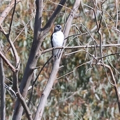 Artamus leucorynchus (White-breasted Woodswallow) at Splitters Creek, NSW - 27 Sep 2024 by KylieWaldon