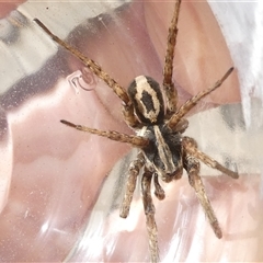 Venatrix sp. (genus) (Unidentified Venatrix wolf spider) at Belconnen, ACT - 24 Sep 2024 by JohnGiacon