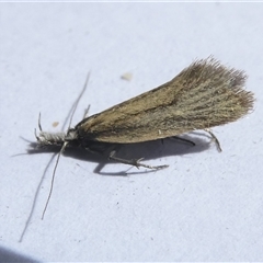 Thema protogramma (A concealer moth) at Belconnen, ACT - 24 Sep 2024 by JohnGiacon