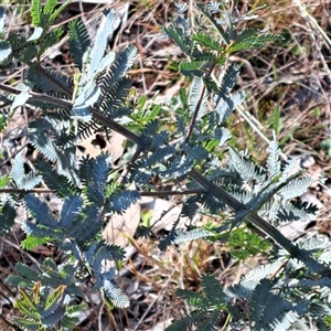 Acacia baileyana at Hackett, ACT - 28 Sep 2024