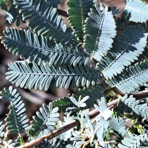 Acacia baileyana at Hackett, ACT - 28 Sep 2024