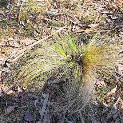 Nassella trichotoma (Serrated Tussock) at Hackett, ACT - 28 Sep 2024 by abread111