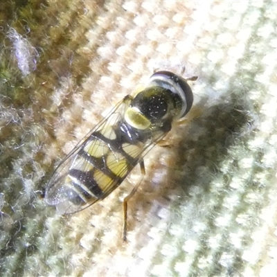 Simosyrphus grandicornis (Common hover fly) at Belconnen, ACT - 28 Sep 2024 by JohnGiacon