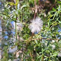 Clematis leptophylla (Small-leaf Clematis, Old Man's Beard) at Hackett, ACT - 28 Sep 2024 by abread111