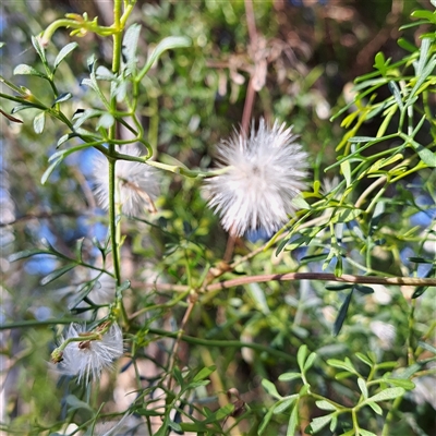 Clematis leptophylla (Small-leaf Clematis, Old Man's Beard) at Hackett, ACT - 28 Sep 2024 by abread111