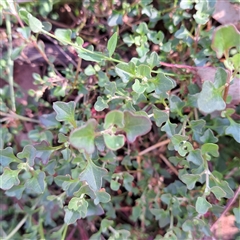 Einadia hastata (Berry Saltbush) at Hackett, ACT - 28 Sep 2024 by abread111