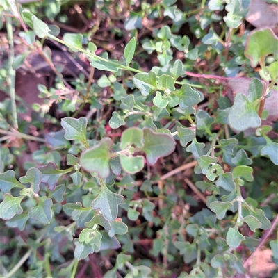 Einadia hastata (Berry Saltbush) at Hackett, ACT - 28 Sep 2024 by abread111