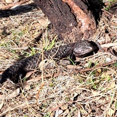 Tiliqua rugosa at Hackett, ACT - 28 Sep 2024 03:49 PM