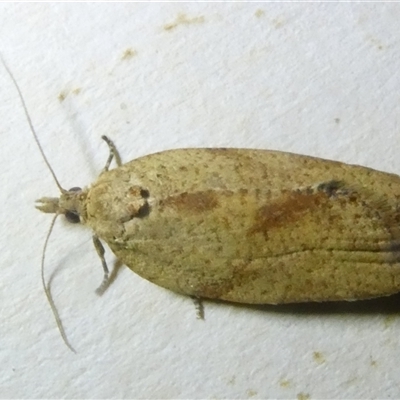 Meritastis laganodes (A Tortrix moth) at Belconnen, ACT - 28 Sep 2024 by JohnGiacon