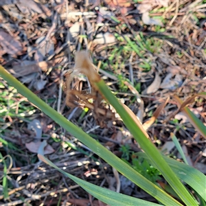 Narcissus tazetta at Hackett, ACT - 28 Sep 2024 03:53 PM