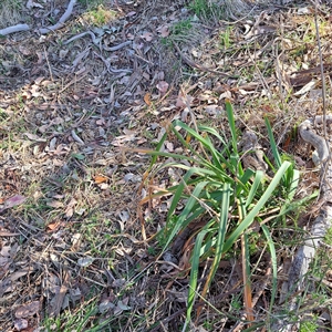 Narcissus tazetta at Hackett, ACT - 28 Sep 2024 03:53 PM