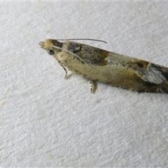 Crocidosema plebejana (Cotton Tipworm Moth) at Belconnen, ACT - 28 Sep 2024 by JohnGiacon