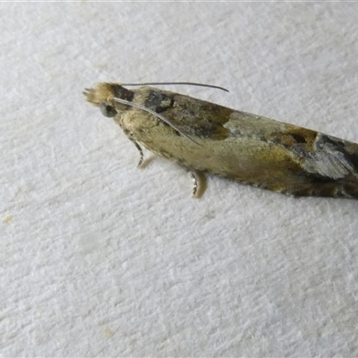 Crocidosema plebejana (Cotton Tipworm Moth) at Belconnen, ACT - 28 Sep 2024 by JohnGiacon