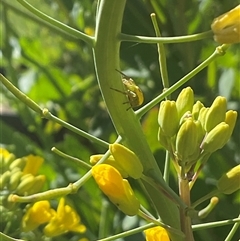 Thomisidae (family) (Unidentified Crab spider or Flower spider) at Higgins, ACT - 26 Sep 2024 by Jennybach