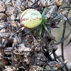 Lehtinelagia evanida (Pink Flower Spider) at Yarralumla, ACT - 28 Sep 2024 by Jennybach