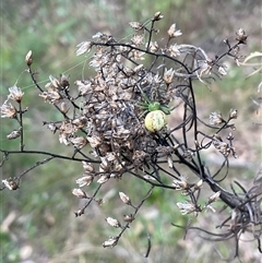 Lehtinelagia evanida at Yarralumla, ACT - 28 Sep 2024