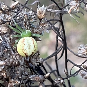 Lehtinelagia evanida at Yarralumla, ACT - 28 Sep 2024