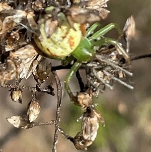 Lehtinelagia evanida at Yarralumla, ACT - 28 Sep 2024