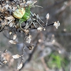 Lehtinelagia evanida at Yarralumla, ACT - 28 Sep 2024