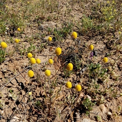 Pycnosorus eremaeus at Bedourie, QLD - 21 Aug 2024 by Paul4K