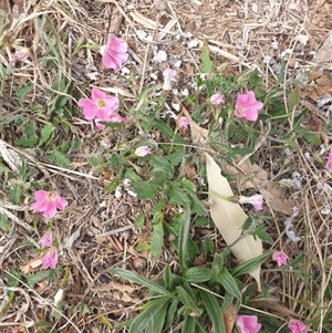 Convolvulus angustissimus subsp. angustissimus at Lawson, ACT - 28 Sep 2024 11:12 AM