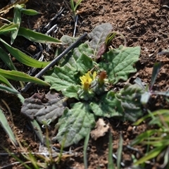 Cymbonotus sp. (preissianus or lawsonianus) (Bears Ears) at Symonston, ACT - 28 Sep 2024 by Venture