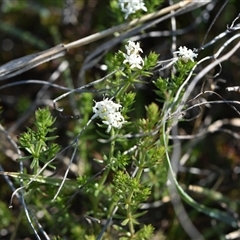 Asperula conferta (Common Woodruff) at Symonston, ACT - 28 Sep 2024 by Venture