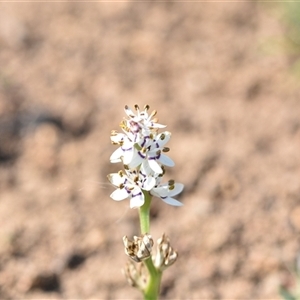 Wurmbea dioica subsp. dioica at Symonston, ACT - 28 Sep 2024