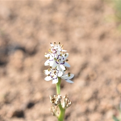 Wurmbea dioica subsp. dioica (Early Nancy) at Symonston, ACT - 28 Sep 2024 by Venture