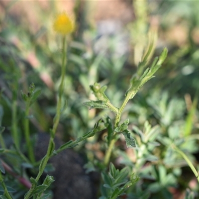 Calotis lappulacea (Yellow Burr Daisy) at Symonston, ACT - 28 Sep 2024 by Venture