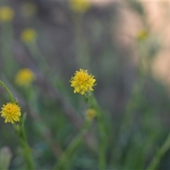 Calotis lappulacea at Symonston, ACT - 28 Sep 2024