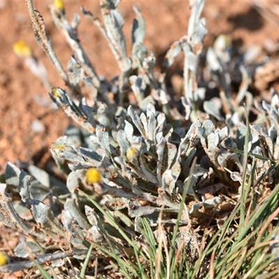 Chrysocephalum apiculatum (Common Everlasting) at Symonston, ACT - 28 Sep 2024 by Venture