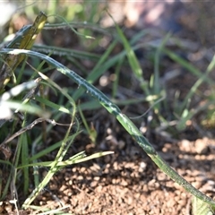 Senecio quadridentatus at Symonston, ACT - 28 Sep 2024